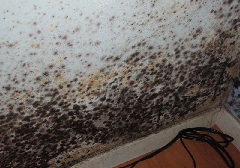 Как очистить плесень со стен в квартире