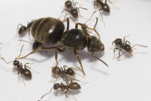 Как избавиться от муравьев квартире и доме?