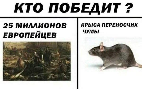 Обработка от грызунов крыс и мышей в Москве
