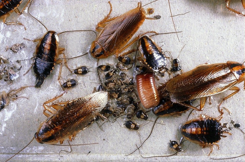 Американские тараканы в квартире фото. Как избавиться