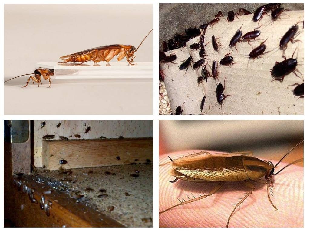 Профессиональная травля тараканов в Химках с гарантией