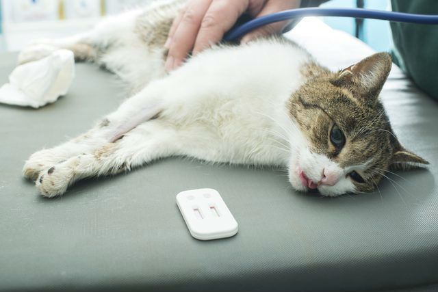 Дезинфекция после чумки у животных кошек и собак