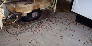 Поморить тараканов в квартире в Москве, цены