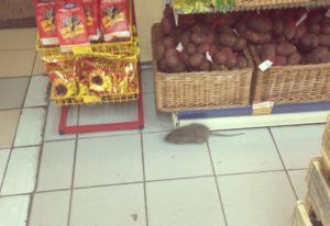 Дезинфекция от грызунов, крыс и мышей в Москве