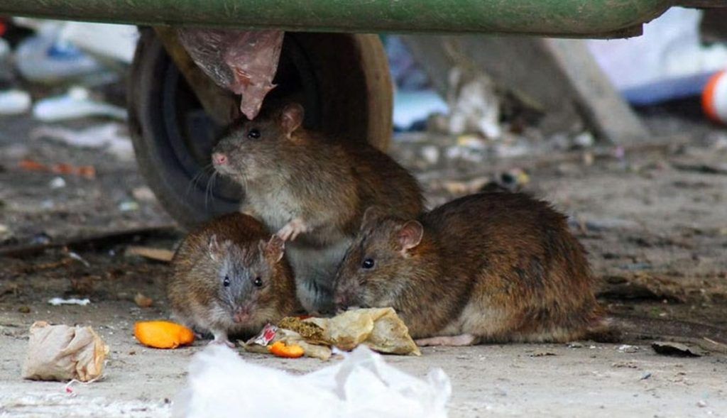 Травить грызунов крыс и мышей в Москве