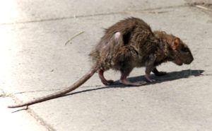 Фирма по уничтожению грызунов, крыс и мышей в Москве