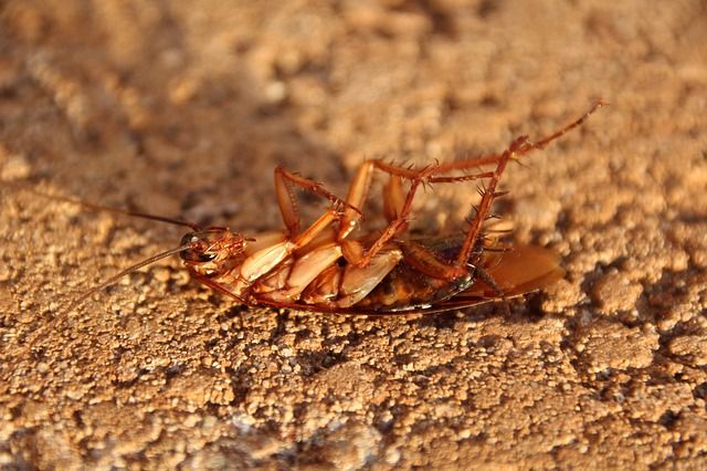 Действенная дезинсекция от тараканов в Раменском районе