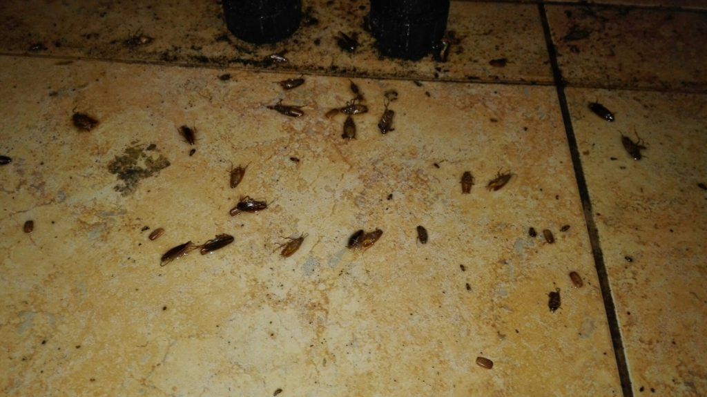 Уничтожение тараканов в Жуковском. Методы и цены