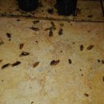 Уничтожение тараканов Жуковский