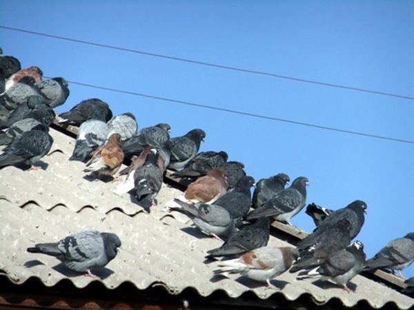 голуби на крыше