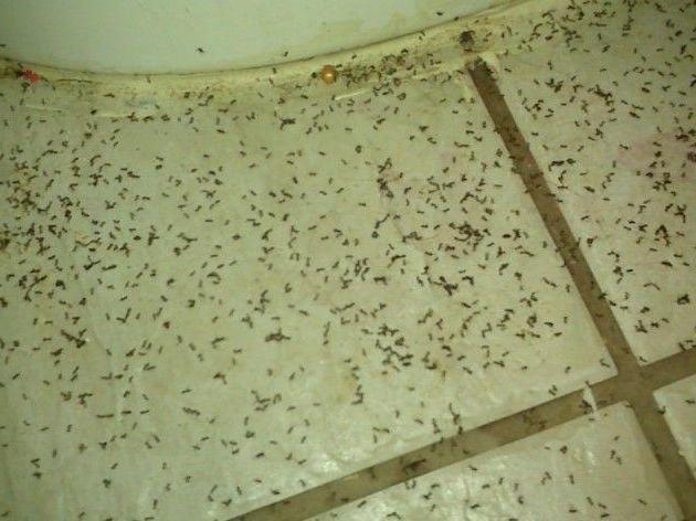 избавиться от муравьев в квартире