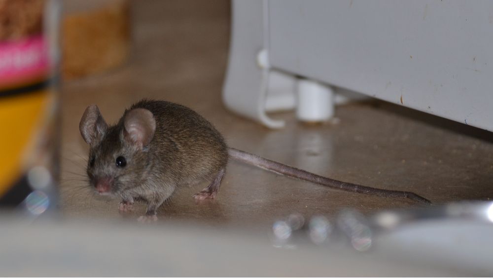 Какими опасными болезнями могут заразить мыши