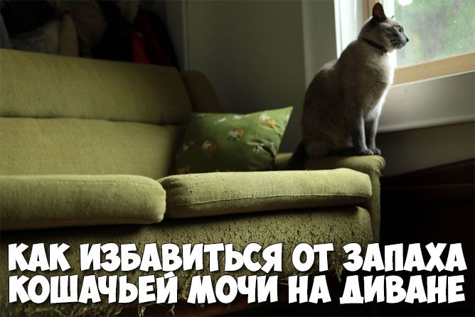 Как избавиться от запаха кошачьей мочи на диване