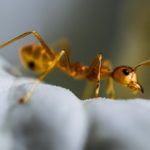 Как избавиться от муравьев на кухне