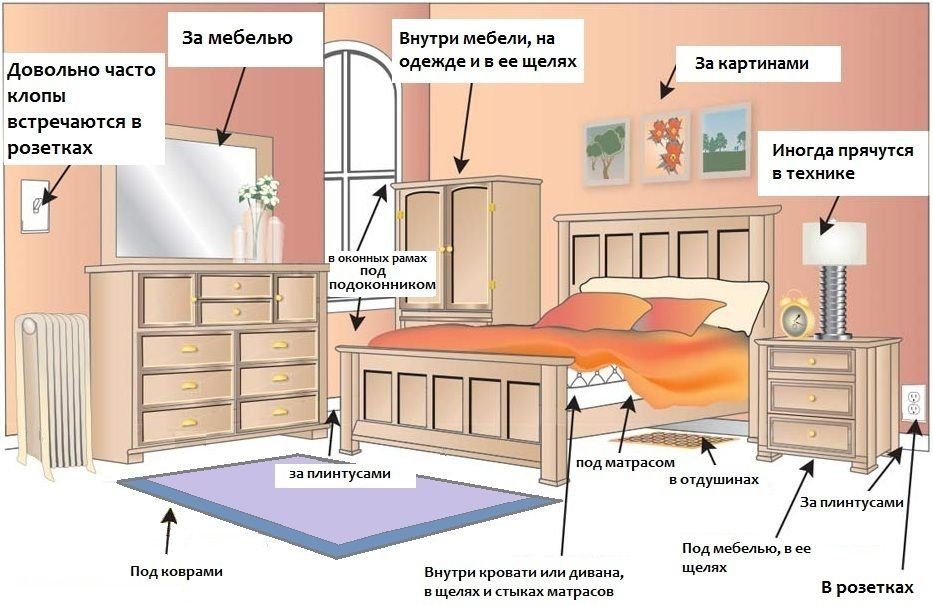 Обработка от клопов квартиры в Москве