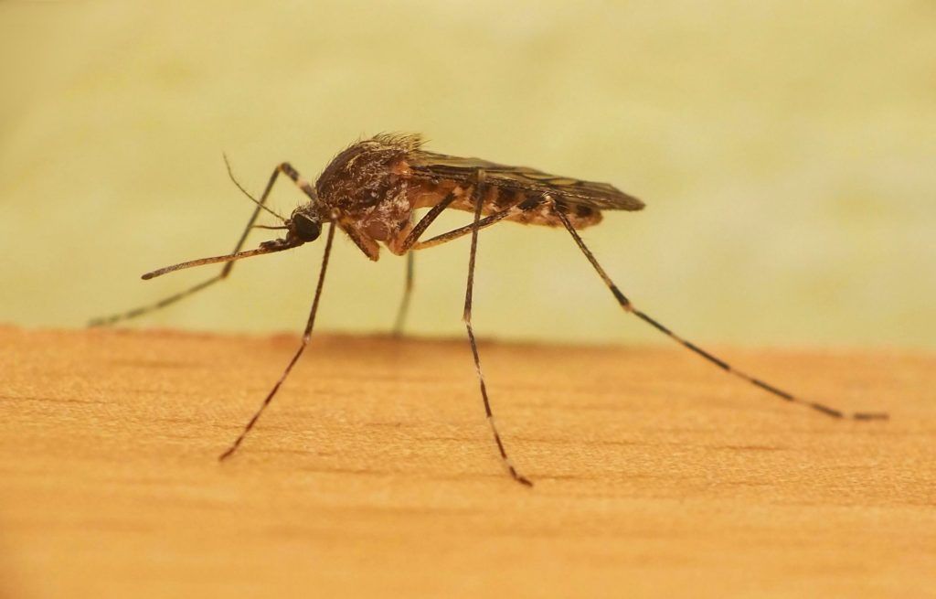 Уничтожение комаров в Москве
