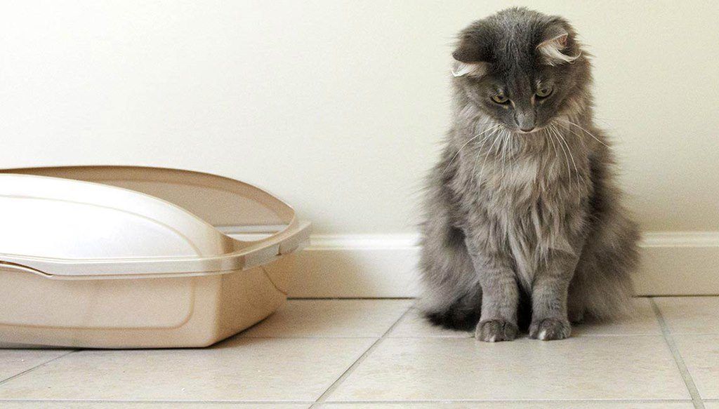 Запах кошачьей мочи на полу в квартире, как избавиться?