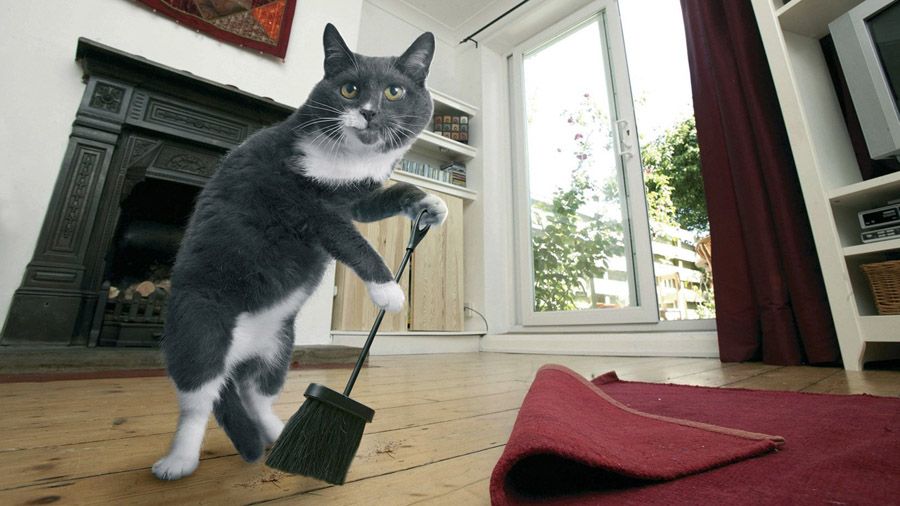 Запах кошачьей мочи на полу в квартире, как избавиться?