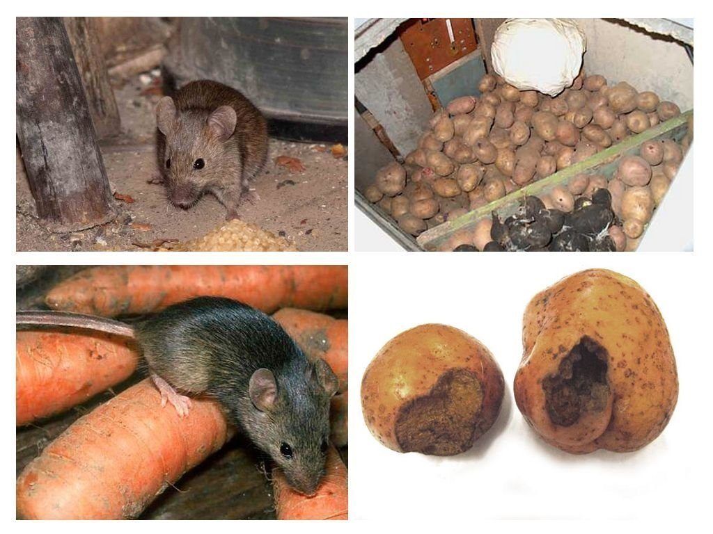 Обработка от грызунов крыс и мышей в Москве