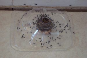 избавиться от муравьев квартире