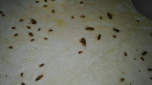 Качественная дезинфекция от тараканов в Подольске. Цены