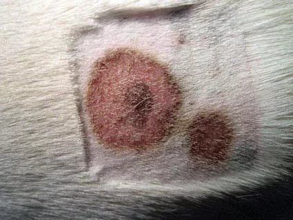 Дезинфекция после лишая у собаки (микроспории)