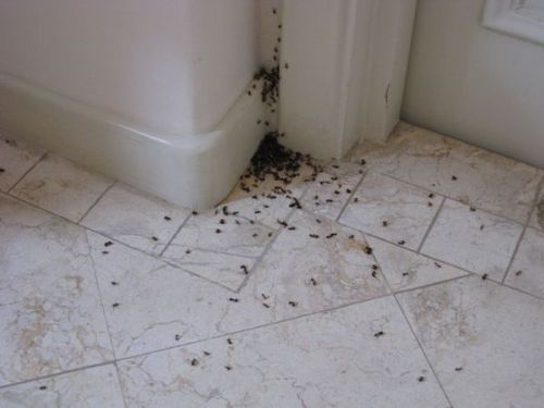 избавиться от муравьев квартире