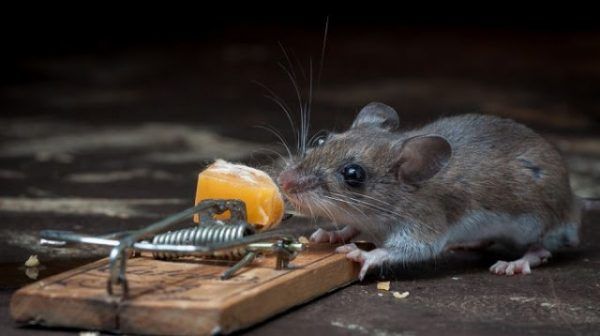 Как избавиться от мышей на участке дачном и садовом?