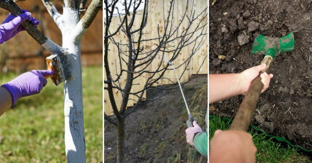 обработка деревьев от вредителей и болезней