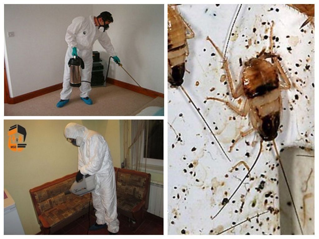 Быстрое уничтожение тараканов в Видном с гарантией