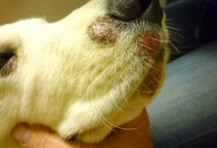 Дезинфекция после лишая у собаки (микроспории)