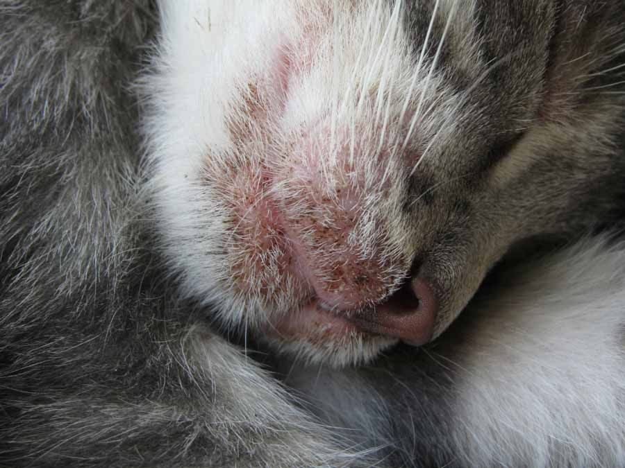 Дезинфекция после лишая у кошки (микроспории)