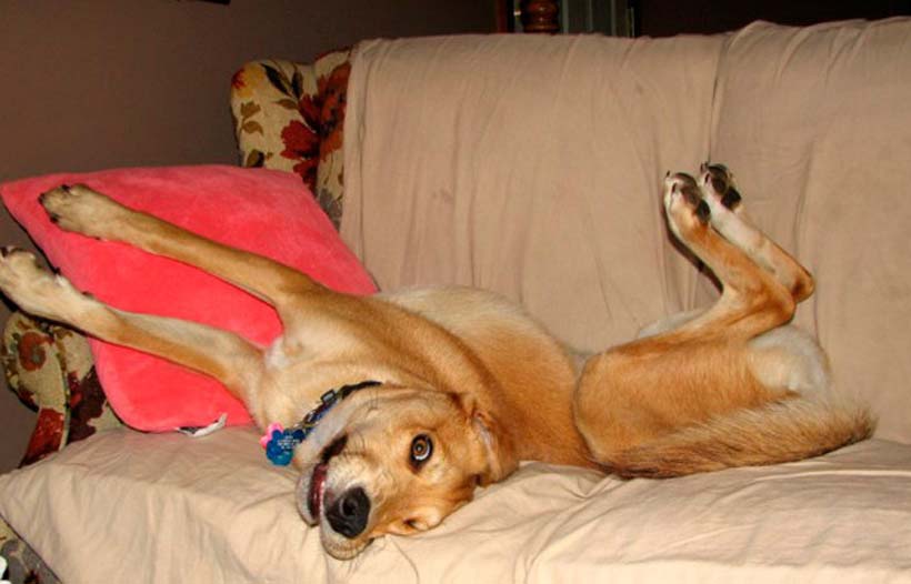Как избавиться от запаха собачьей мочи в квартире на диване