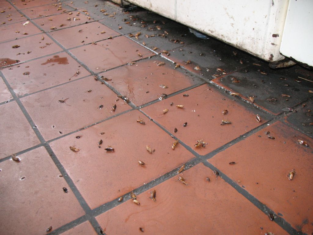 Уничтожение тараканов в Люберцах. Цены и методы