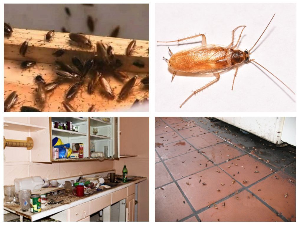 Дезинфекция от тараканов в Химках с гарантией