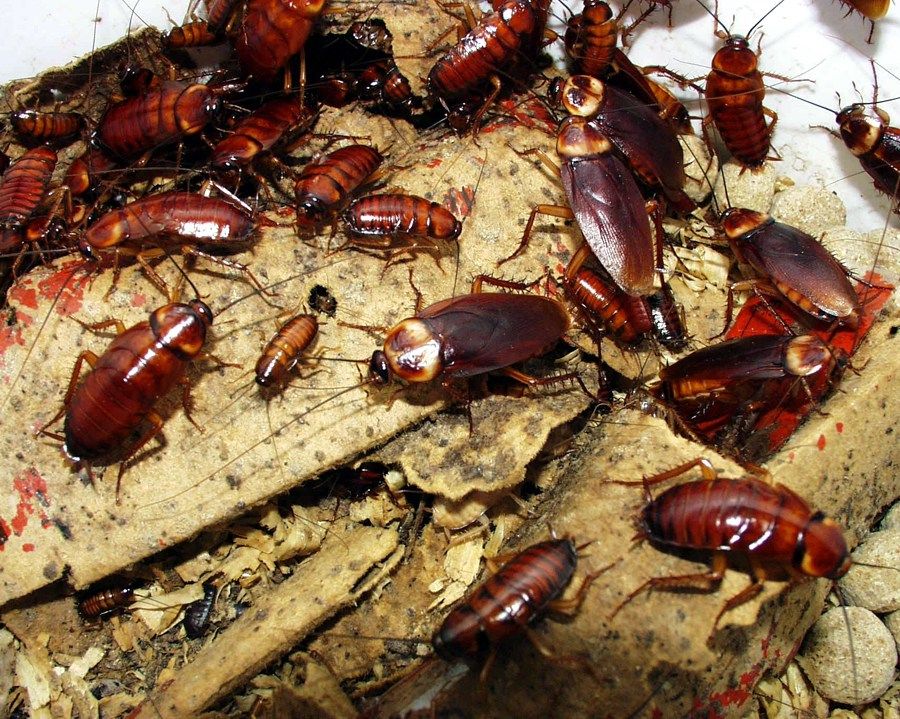 Уничтожение тараканов в Чехове с гарантией, цены