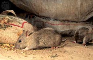 Дератизация от грызунов от крыс и мышей в Москве
