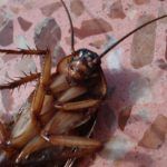 Уничтожение тараканов в Балашихе