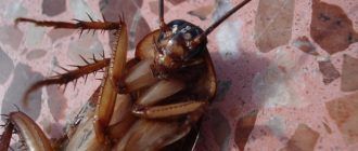 Уничтожение тараканов в Балашихе