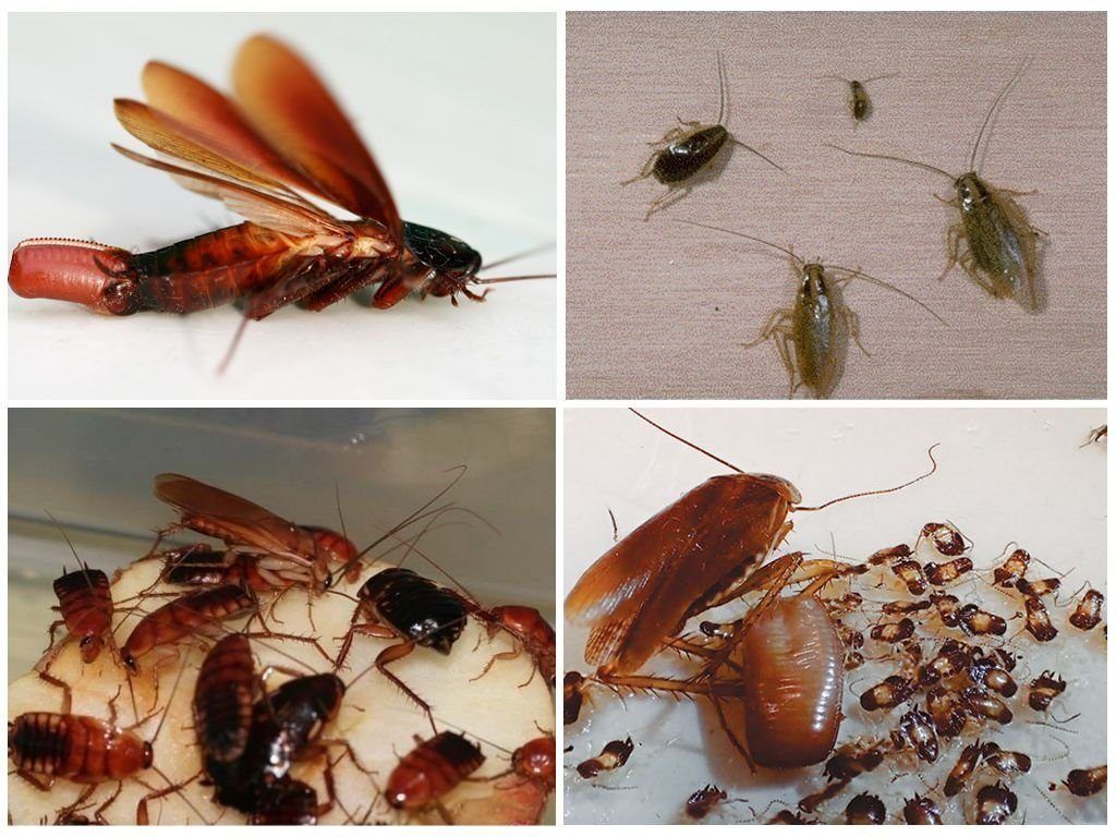 Уничтожение тараканов в Лыткарино. Цены