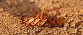Уничтожение тараканов в Лыткарино