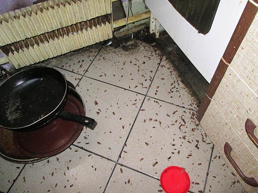 Безопасная дезинфекция от тараканов в Люберцах с гарантией